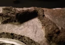El increíble hallazgo del «primer fósil de dinosaurio vinculado al asteroide que causó su extinción»