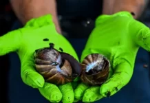 «Si ves uno, ni lo toques ni te lo comas»: la advertencia de las autoridades en EE.UU. por la presencia de peligrosos caracoles gigantes africanos