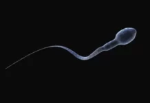 5 razones por las que hay una caída en la cantidad de espermatozoides en todo el mundo