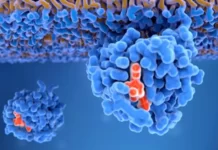 KRAS, la proteína «maldita» del cáncer que es el objetivo de las investigaciones para los tratamientos modernos