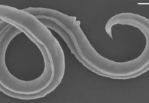 Los gusanos que revivieron después de estar congelados 46.000 años