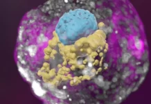 El modelo de embrión que los científicos lograron crear sin óvulos, esperma o útero