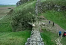 «Fue como si me arrancaran el corazón»: la indignación en Reino Unido después de que un vándalo talara el icónico «árbol de Robin Hood»