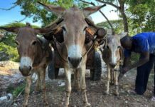 El negocio cosmético detrás de la matanza de millones de burros que se produce cada año
