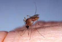 Qué es el oropouche, el virus detectado en América Latina para el que no existe vacuna y del que se han confirmado las primeras muertes