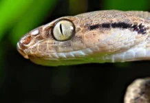 «Devoran todo lo que encuentran»: la isla de EE.UU. con más de dos millones de serpientes que exterminaron las aves y ahora amenazan el bosque