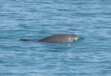 Los científicos mexicanos que detectan los susurros de la vaquita, el mamífero marino más amenazado del planeta