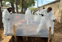 Cómo los cerdos y los insectos están ayudando a encontrar a los desaparecidos en México