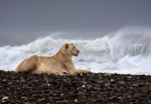 Las inéditas imágenes que muestran a los leones que abandonan el desierto para cazar en la playa