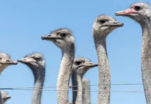 El caso de los 300 avestruces que fueron sacrificados en Canadá en medio de una enorme polémica que llegó a EE.UU.
