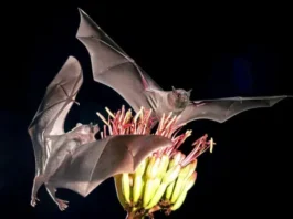 «Si la gente quiere seguir bebiendo tequila y mezcal, tiene que preocuparse por los murciélagos»