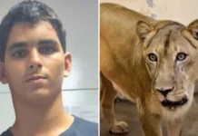«Fue una tragedia anunciada»: el joven brasileño que murió tras meterse en el recinto de los leones en un zoológico de Brasil
