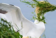 Premios Nikon de la vida silvestre: las fotos de animales más divertidas de 2025