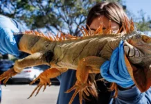 El fenómeno que explica por qué las iguanas caen de los árboles cuando hace frío en el sur de Florida