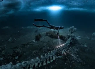 «Hay huesos por todas partes»: los cementerios de ballenas que transforman las profundidades del mar