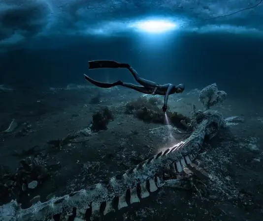 «Hay huesos por todas partes»: los cementerios de ballenas que transforman las profundidades del mar