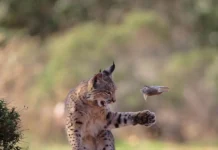 En imágenes: un lince juguetón y otras espectaculares fotos de la vida silvestre