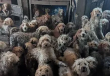 Los 250 perros hacinados en una pequeña casa de Inglaterra y su «sorprendente» recuperación tras ser rescatados