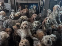 Los 250 perros hacinados en una pequeña casa de Inglaterra y su «sorprendente» recuperación tras ser rescatados