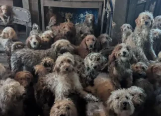 Los 250 perros hacinados en una pequeña casa de Inglaterra y su «sorprendente» recuperación tras ser rescatados