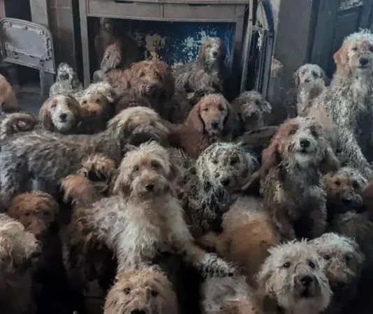 Los 250 perros hacinados en una pequeña casa de Inglaterra y su «sorprendente» recuperación tras ser rescatados