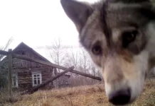 Cómo las zonas prohibidas de Chernóbil y entre las dos Coreas se convirtieron en un santuario de la vida silvestre