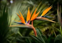 Por qué se puede decir que las plantas ven
