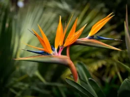 Por qué se puede decir que las plantas ven
