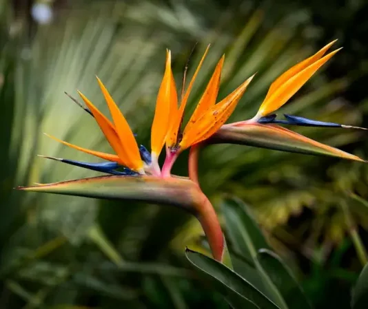 Por qué se puede decir que las plantas ven