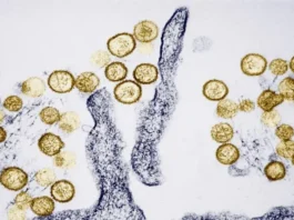 Qué es el hantavirus y cuáles son los síntomas del virus sospechoso de causar 3 muertes en un crucero que se dirige a España