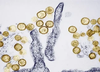 Qué es el hantavirus y cuáles son los síntomas del virus sospechoso de causar 3 muertes en un crucero que se dirige a España