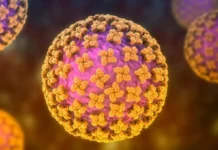 Qué es el hantavirus y cuáles son los síntomas del virus que causó 3 muertes en un crucero