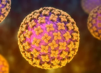 Qué es el hantavirus y cuáles son los síntomas del virus que causó 3 muertes en un crucero