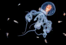 Las impresionantes imágenes de criaturas marinas que logra la intrépida buceadora que se sumerge en el mar de noche