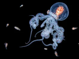 Las impresionantes imágenes de criaturas marinas que logra la intrépida buceadora que se sumerge en el mar de noche