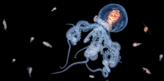 Las impresionantes imágenes de criaturas marinas que logra la intrépida buceadora que se sumerge en el mar de noche