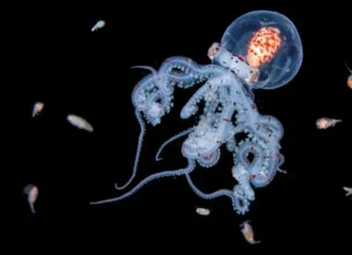 Las impresionantes imágenes de criaturas marinas que logra la intrépida buceadora que se sumerge en el mar de noche