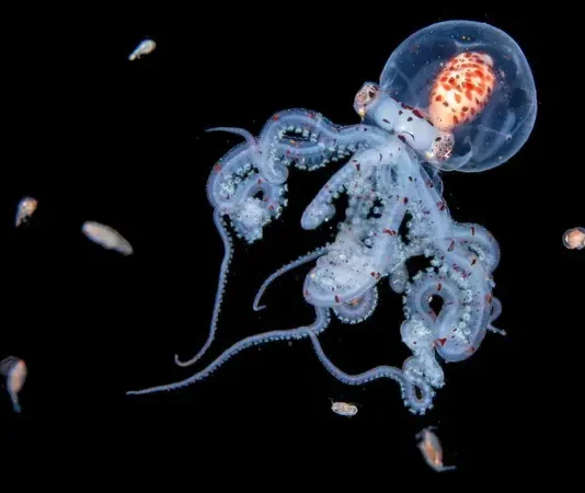 Las impresionantes imágenes de criaturas marinas que logra la intrépida buceadora que se sumerge en el mar de noche