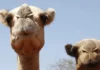 «Les salen ampollas en las patas y la arena les quema la piel»: ni los camellos se libran de los efectos del aumento de temperaturas en África