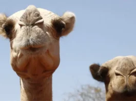 «Les salen ampollas en las patas y la arena les quema la piel»: ni los camellos se libran de los efectos del aumento de temperaturas en África