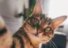 Por qué los gatos -y no los ratones- «son el modelo perfecto» para estudiar la demencia en los humanos