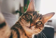 Por qué los gatos -y no los ratones- «son el modelo perfecto» para estudiar la demencia en los humanos