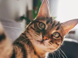 Por qué los gatos -y no los ratones- «son el modelo perfecto» para estudiar la demencia en los humanos