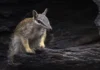 Numbats, los adorables animales que dan esperanza al país que es el epicentro mundial de la extinción de mamíferos