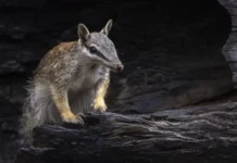 Numbats, los adorables animales que dan esperanza al país que es el epicentro mundial de la extinción de mamíferos