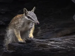 Numbats, los adorables animales que dan esperanza al país que es el epicentro mundial de la extinción de mamíferos