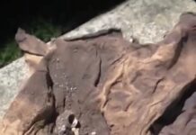 Jahir Yusef el ocultista detrás del escalofriante hallazgo de brujería en el Estadio Fiscal de Talca