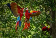Por qué las guacamayas rojas dejan morir a sus crías y cómo una científica peruana intenta salvarlas