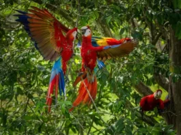 Por qué las guacamayas rojas dejan morir a sus crías y cómo una científica peruana intenta salvarlas
