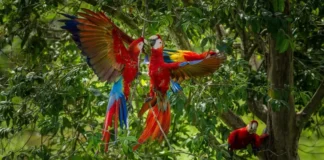 Por qué las guacamayas rojas dejan morir a sus crías y cómo una científica peruana intenta salvarlas